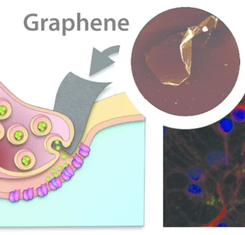grafeno-sinapsis-neuronal1-900x480 Análisis: Interacción del óxido de grafeno con células cerebrales