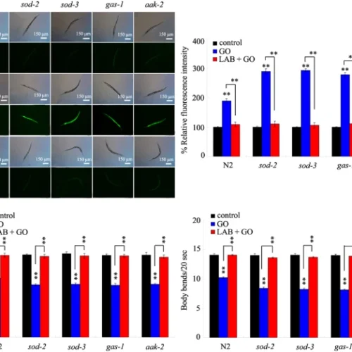 41598_2015_Article_BFsrep17233_Fig6_HTML Las bacterias del ácido láctico podrían proteger de la toxicidad del óxido de grafeno en el intestino
